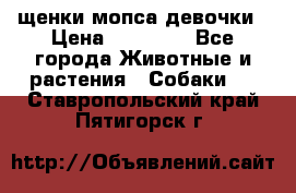 щенки мопса девочки › Цена ­ 25 000 - Все города Животные и растения » Собаки   . Ставропольский край,Пятигорск г.